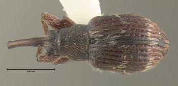 Media type: image;   Entomology 613526 Aspect: habitus dorsal view